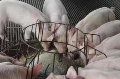 养殖白猪不养黑猪的原因,白猪的生长速度快且成本低