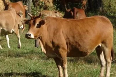 云南高峰牛的价格,1头需要3500-4000元左右