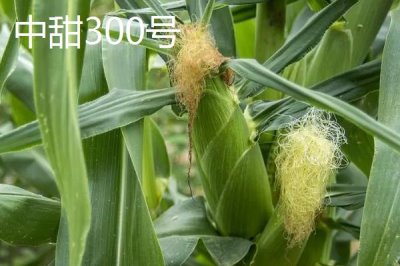 水果玉米哪些品种好，包括金冠218、双色蜜脆等品种