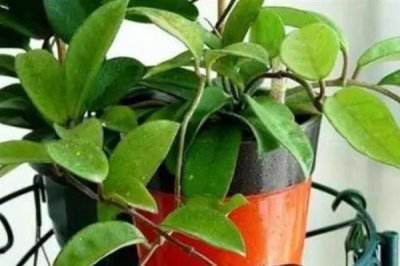 球兰什么时候换盆好，一年四季都可以换盆