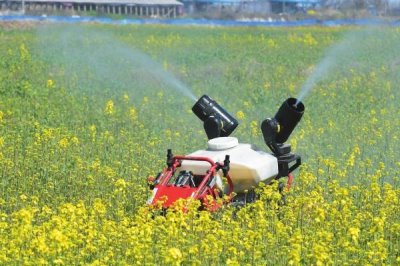 灰霉病的防治方法,栽种前必须进行土壤消毒