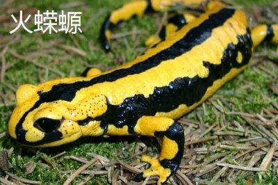 蝾螈的品种,帝王蝾螈已被列入濒危物种