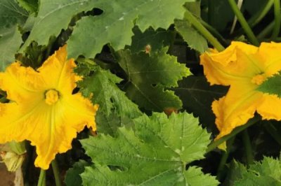 西葫芦畸形瓜怎么防治,调节温度可减少畸形瓜的数量