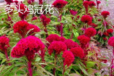 鸡冠花开放时间，每种花型的特点不同