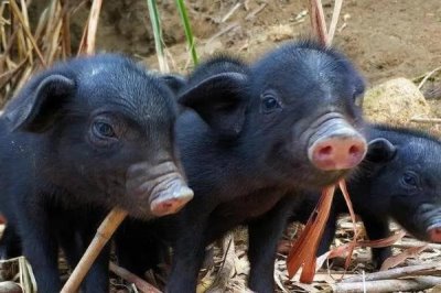 小香猪的养殖方法,每圈饲养8-10只比较合适