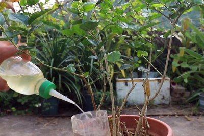 茉莉的种植方法,是一种攀援灌木植物