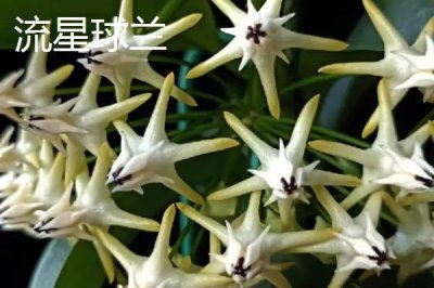 球兰哪个品种好看,品种众多各有特点