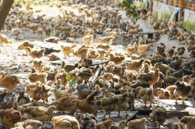 小鸡二十天可以放养吗,出壳后需脱温1-2个月才能放养