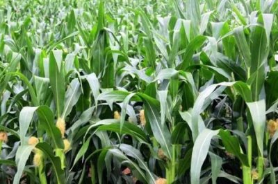 D309玉米种子特点,出苗至成熟127天