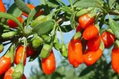 枸杞主产于哪些省份,宁夏、内蒙古、甘肃、河北等省份是主产地