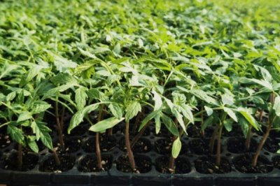 番茄的种植方法,苗期不可追肥