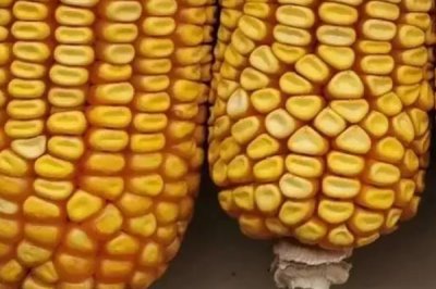 鑫玉2号玉米种简介，生育期127.9天