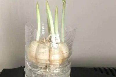 大蒜的水培方法，取出蒜瓣摆在容器加适量的水即可