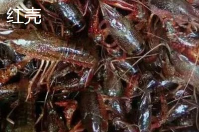 青红虾的产地,原产自美国的中南部和墨西哥的东北部