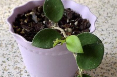 球兰什么时候换盆好，一年四季都可以换盆