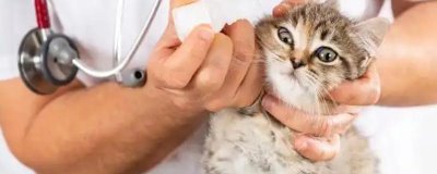 给猫咪饲喂鱼油的好处,可以有效改善猫咪的免疫系统