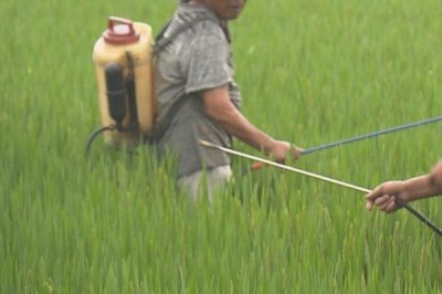 水稻对肥料的需求特点,需控施氮肥、重视施用磷钾肥
