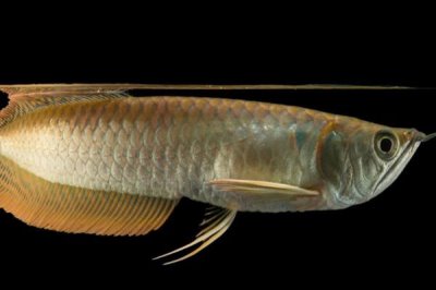 银龙鱼沉底奄奄一息的原因,可能是因为它受到了惊吓