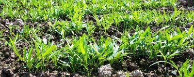 空心菜间距多少合适，行株距20×15cm左右