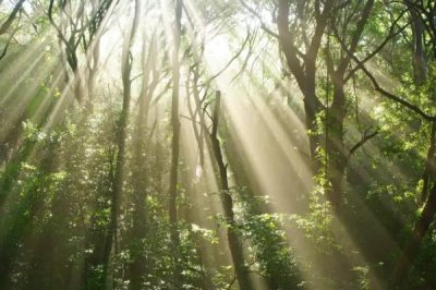 磷酸二氢钾的作用,可促进氮磷吸收