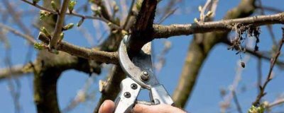 果园修剪时间，分为冬季剪枝、春季剪枝、夏季剪枝