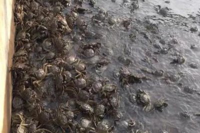 河蟹的价格,一斤需要10-35元左右