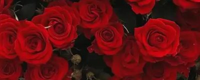 红玫瑰2朵一般送给谁，通常送给恋人