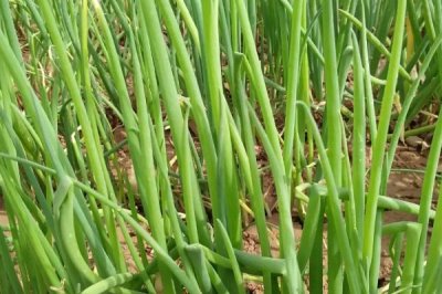 四季香葱如何催芽,首先挑选健壮饱满的种子