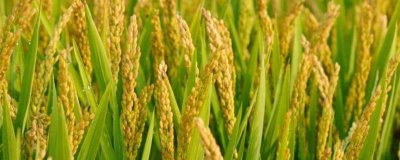 旌玉优秱珍水稻种子特征特性，秧田播种量每亩15公斤