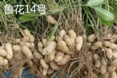 适合山东种植的花生高产品种,以下这六个品种可以考虑