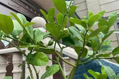 柠檬树叶子打卷的原因，可能是土壤不适或浇水不足所致