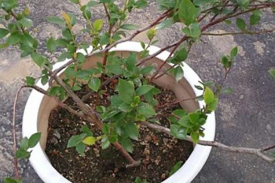 蓝莓可以盆栽种植吗，可以盆栽种植