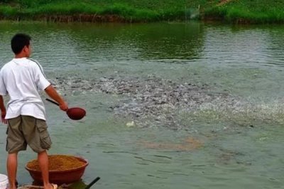 青鱼的养殖技术,培育好饵料之后再开始进行放养