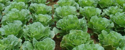 夏白菜不包心如何应对,需合理施肥并科学浇水