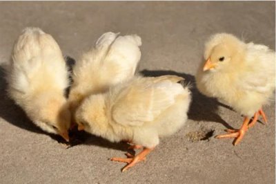 雏鸡采食量低的原因及解决办法,可能是育雏温度不佳或水质的原因