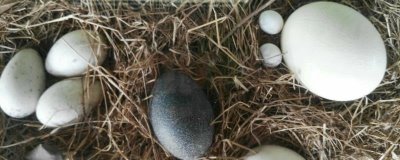 鸵鸟蛋的孵化时长,通常是40-42天