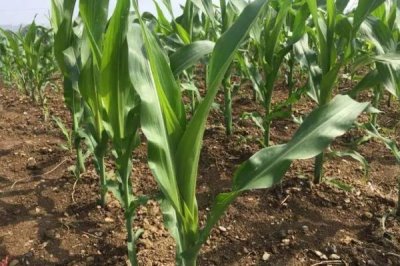 金玉588(区试名称:黔玉904)玉米种子特征特性,生育期119天