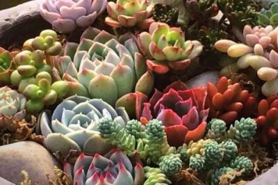 夏天怎么养多肉植物，需做好通风遮阴措施
