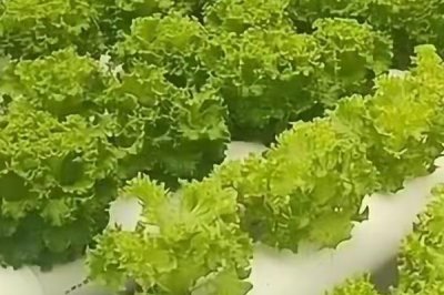 家庭无土栽培蔬菜技术，种子出苗后每天需浇稀释营养液1-2次