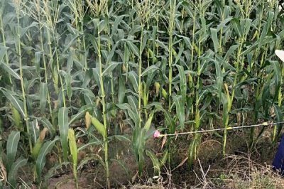 昭丰8号玉米种子简介,中抗小斑病