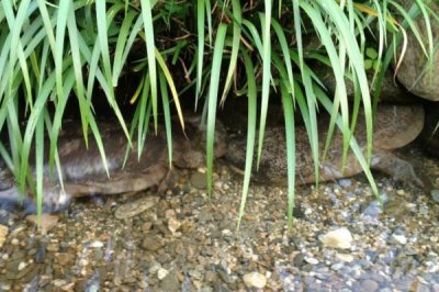 娃娃鱼腹胀病如何防治,可以先停食1-2天