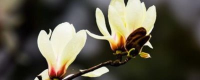 玉兰的种植技术,生长过程中需要充足的光照