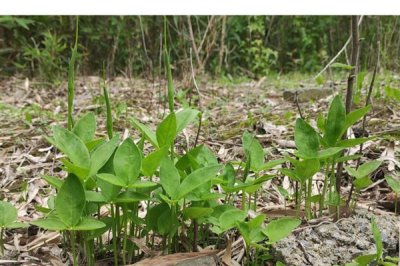 半夏的主要产地在哪里,我国各地均有分布