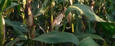 云台玉35玉米种子介绍,平均生育期102.5天