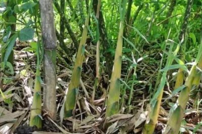 碳酸氢铵有什么作用,可当作肥料、分析试剂、发酵剂等用品