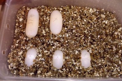 火焰龟养几年才可以生蛋,由自身体质和饲养环境决定