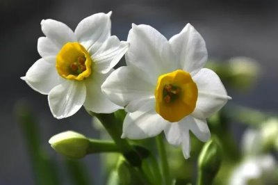 水仙花能不能在室内养，可以在室内养但不要触碰鳞茎