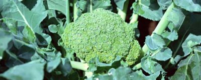 西兰花优良品种介绍，品种众多各具特点