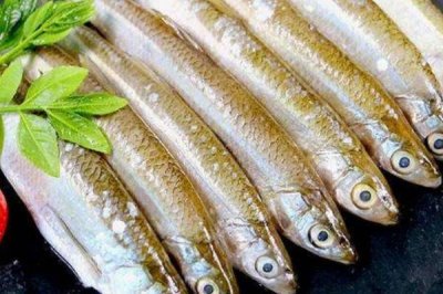 白条鱼能长多大，最大的也就体长25厘米