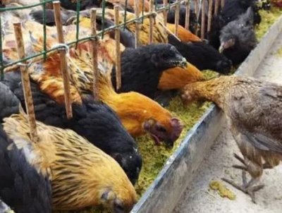 养鸡的经济效益如何提高，首先要保证科学选种